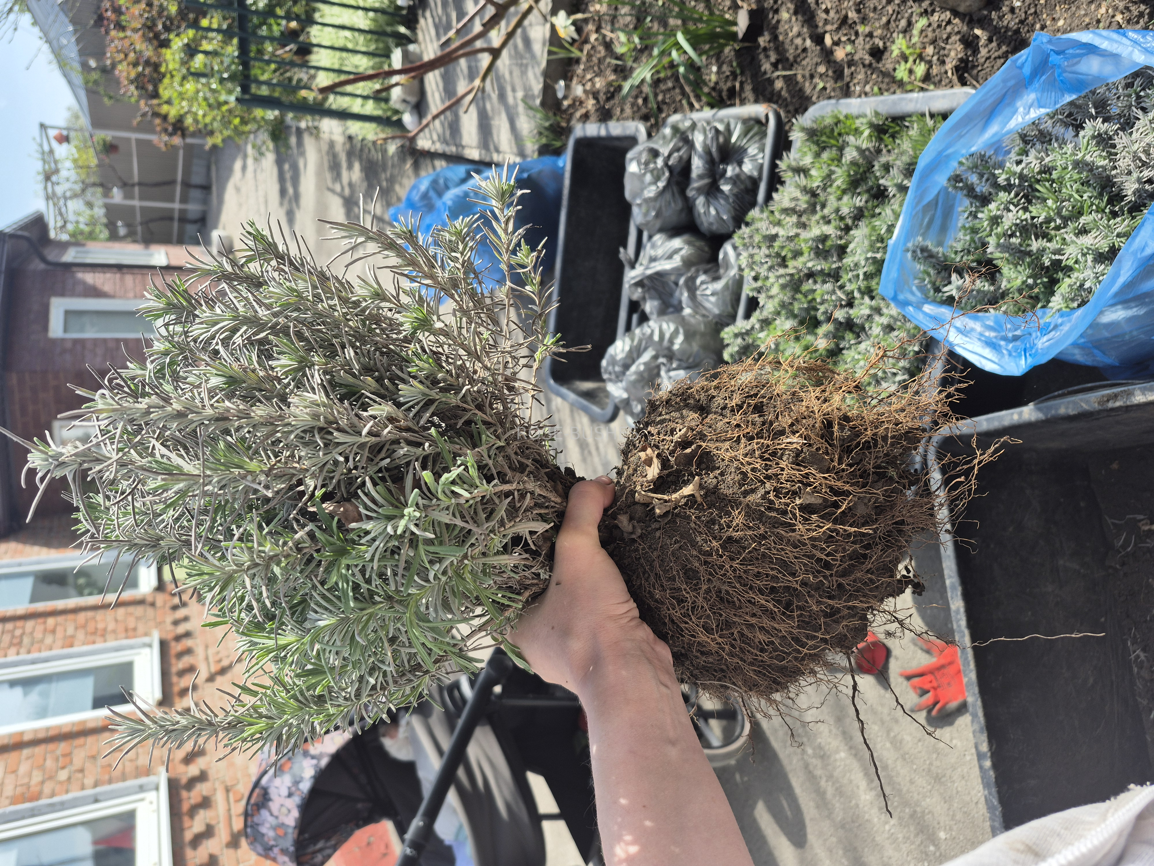 0612 ������� ������  (Lavandula)